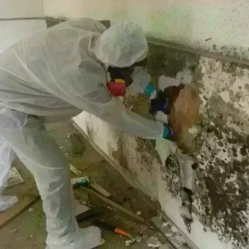 Mold Remediation and Removal in Lindstrom, MN